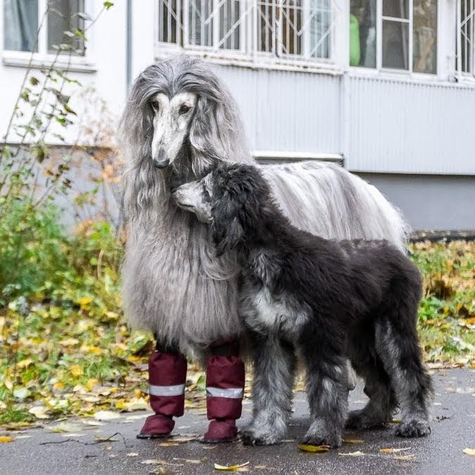 Sanflauas O-litter